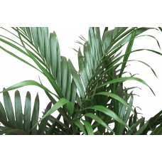 Cat Palm (Chamaedorea cataractarum) Easy Care Live House Plant from Delray Plants, 10-inch Grower Pot   553130429